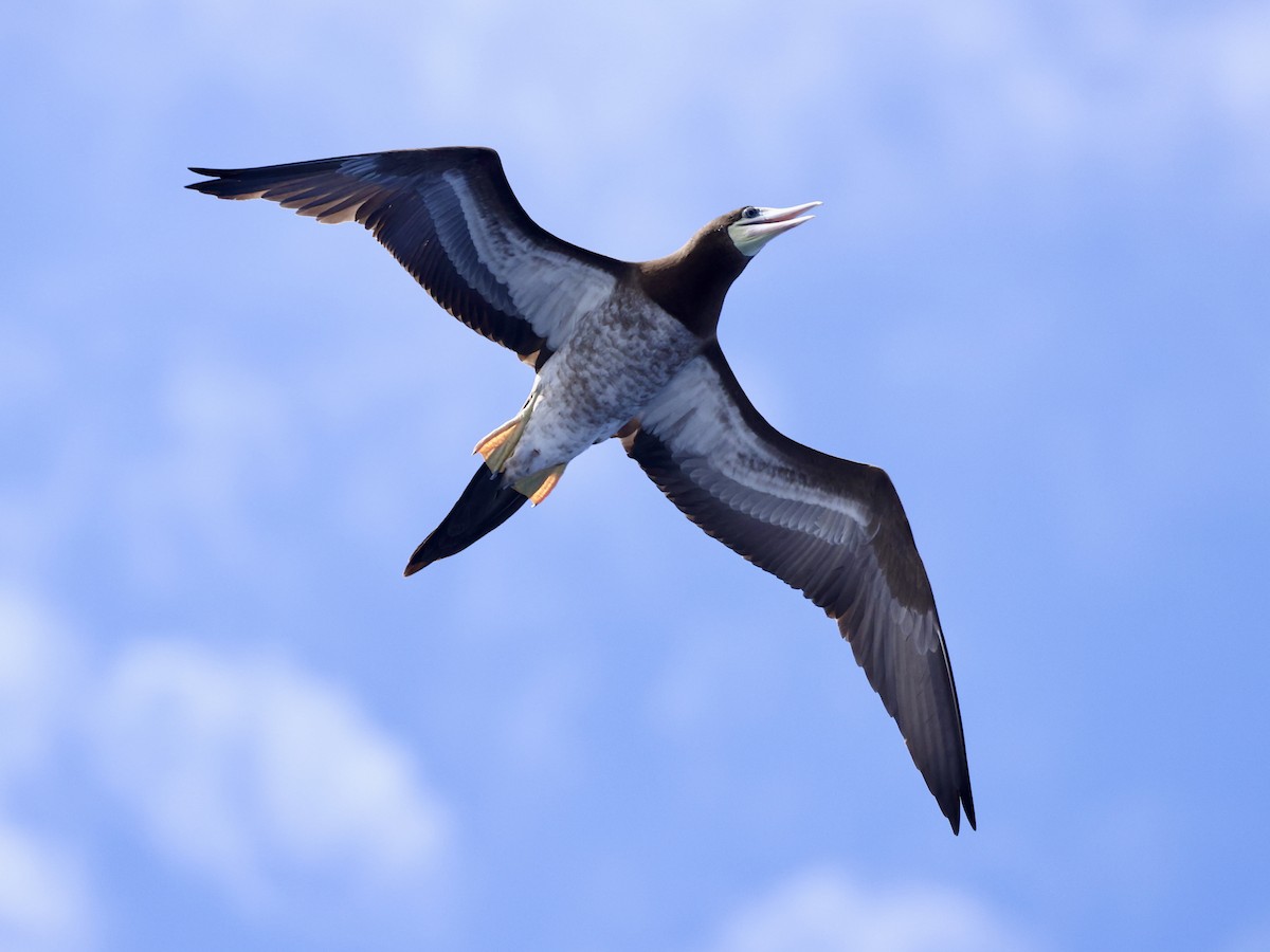 Brown Booby - ML645475136