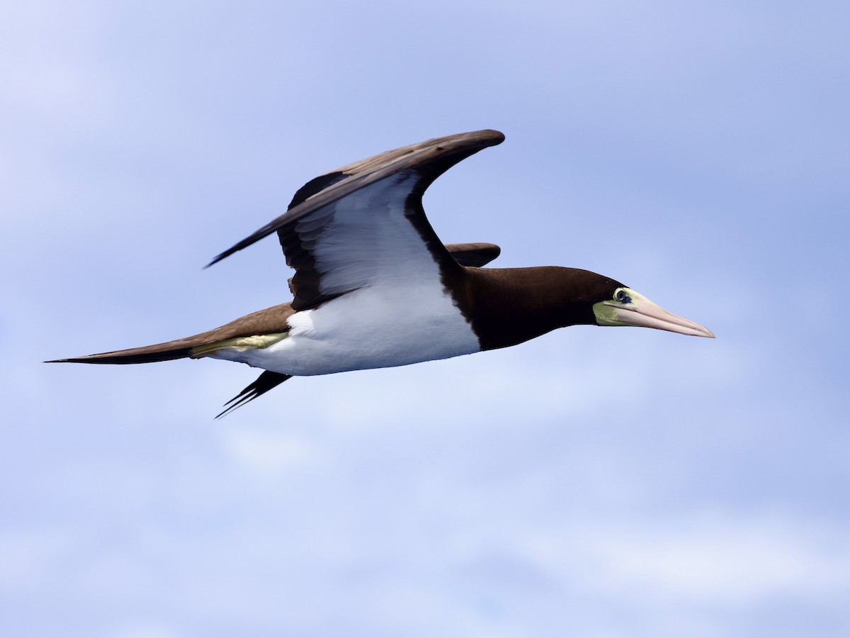 Brown Booby - ML645475137
