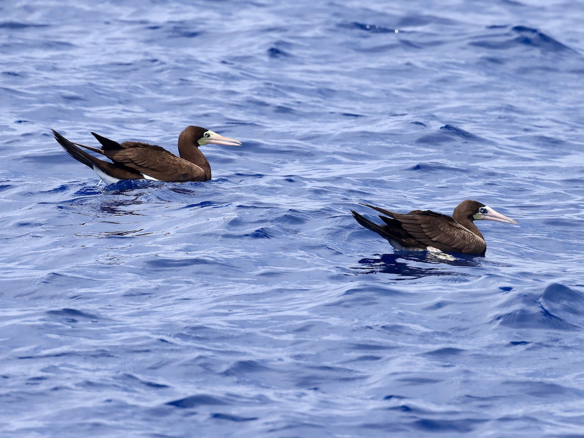 Brown Booby - ML645475138
