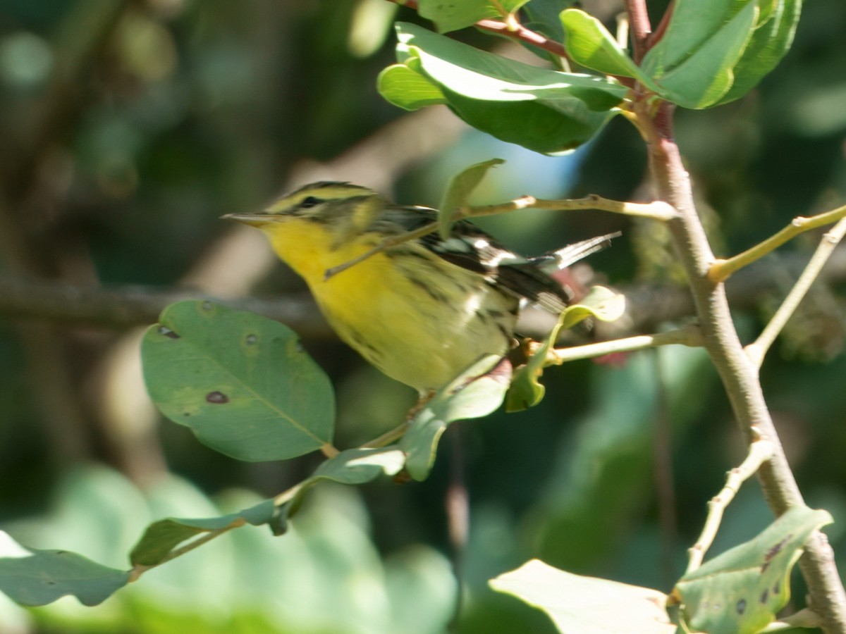 Blackburnian Warbler - ML645475140