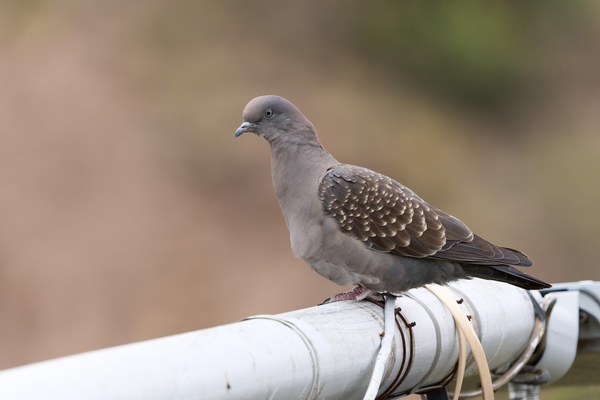 Spot-winged Pigeon - ML645475144
