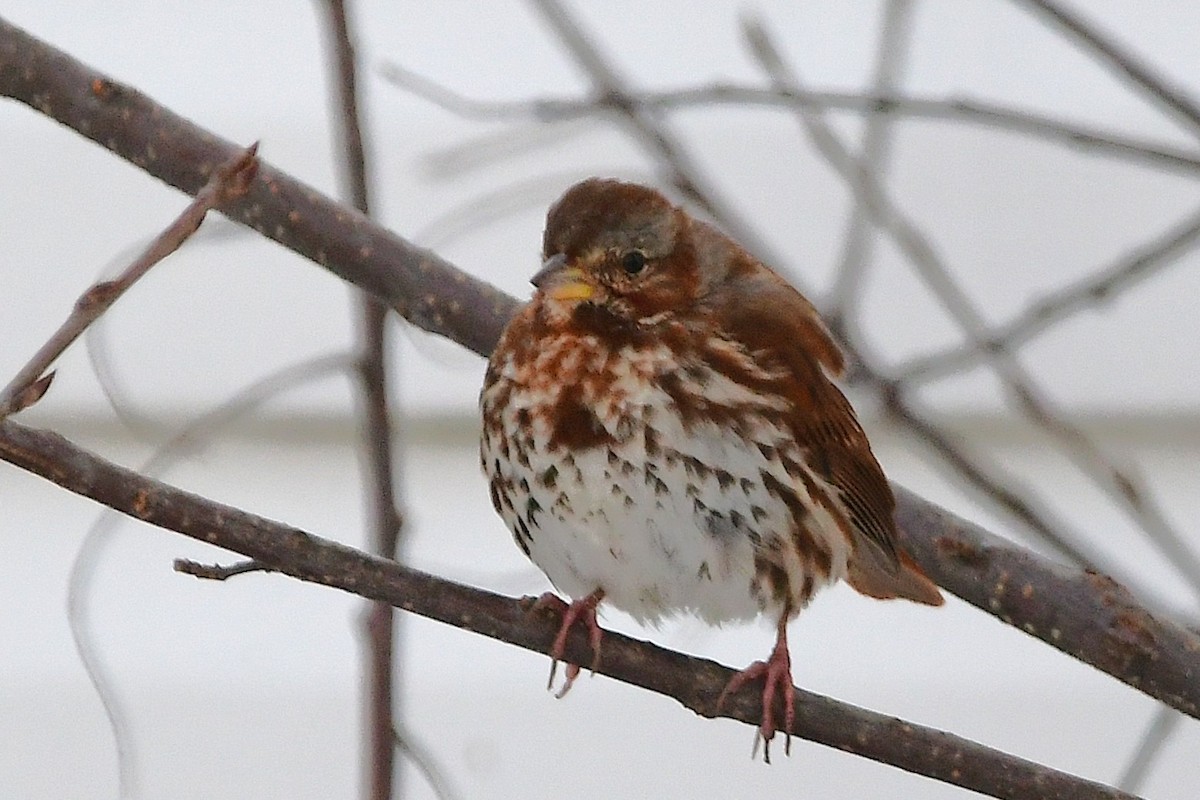 Fox Sparrow - ML645475149