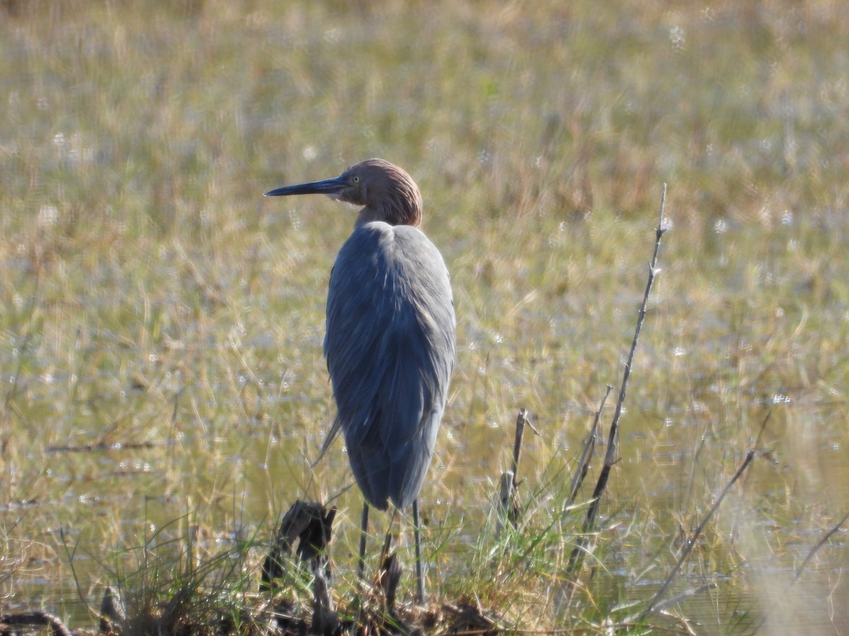 Reddish Egret - ML645475150