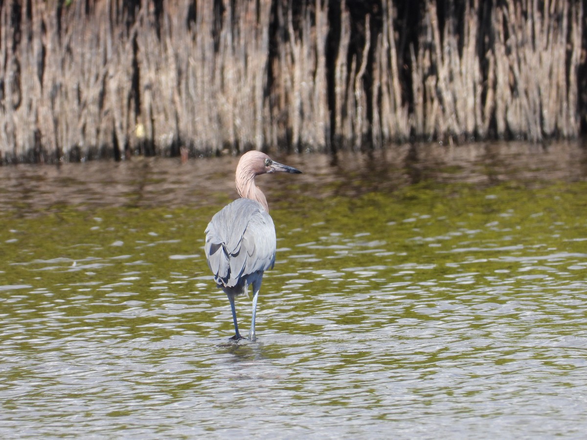 Reddish Egret - ML645475159
