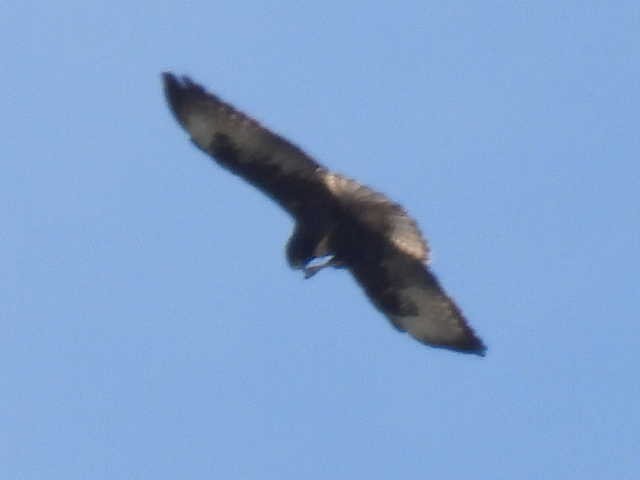 Busardo Colicorto - ML645475161