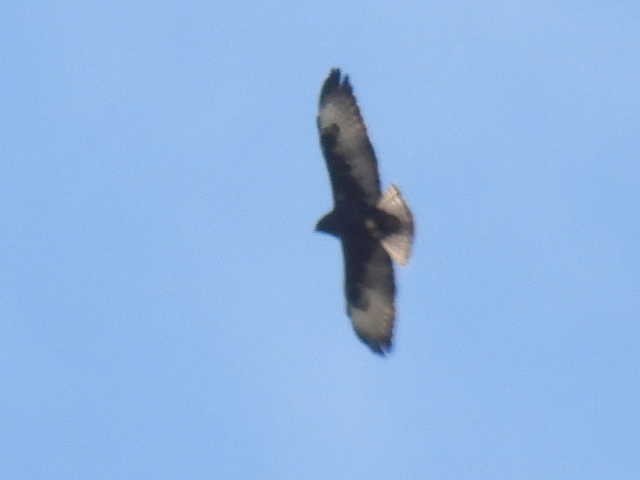 Busardo Colicorto - ML645475165