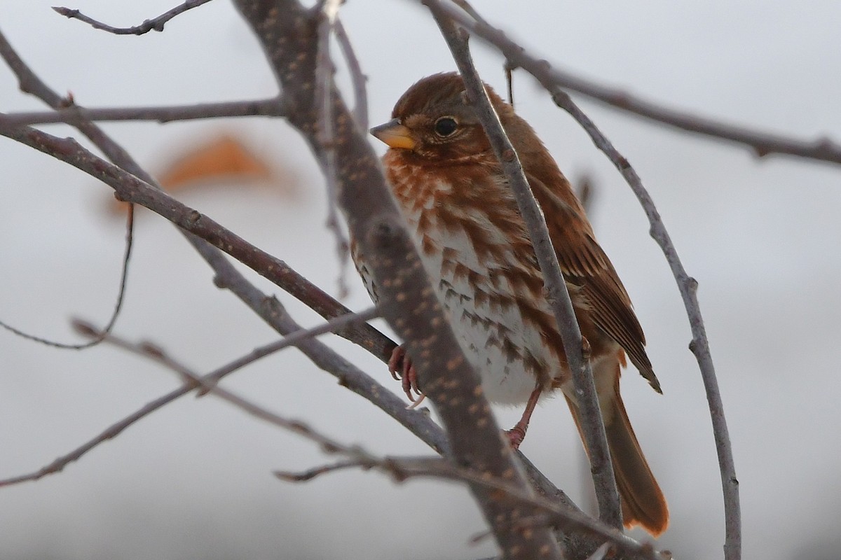 Fox Sparrow - ML645475166
