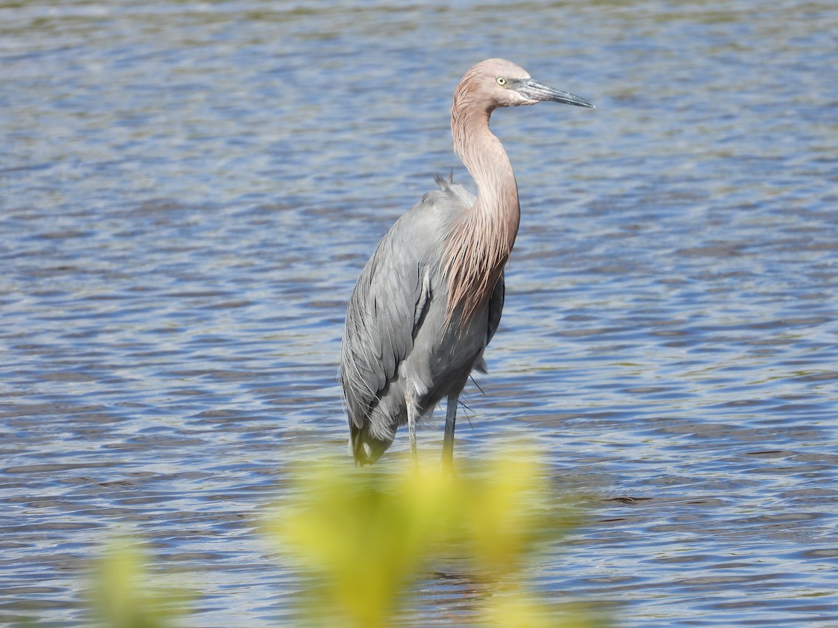 Reddish Egret - ML645475169