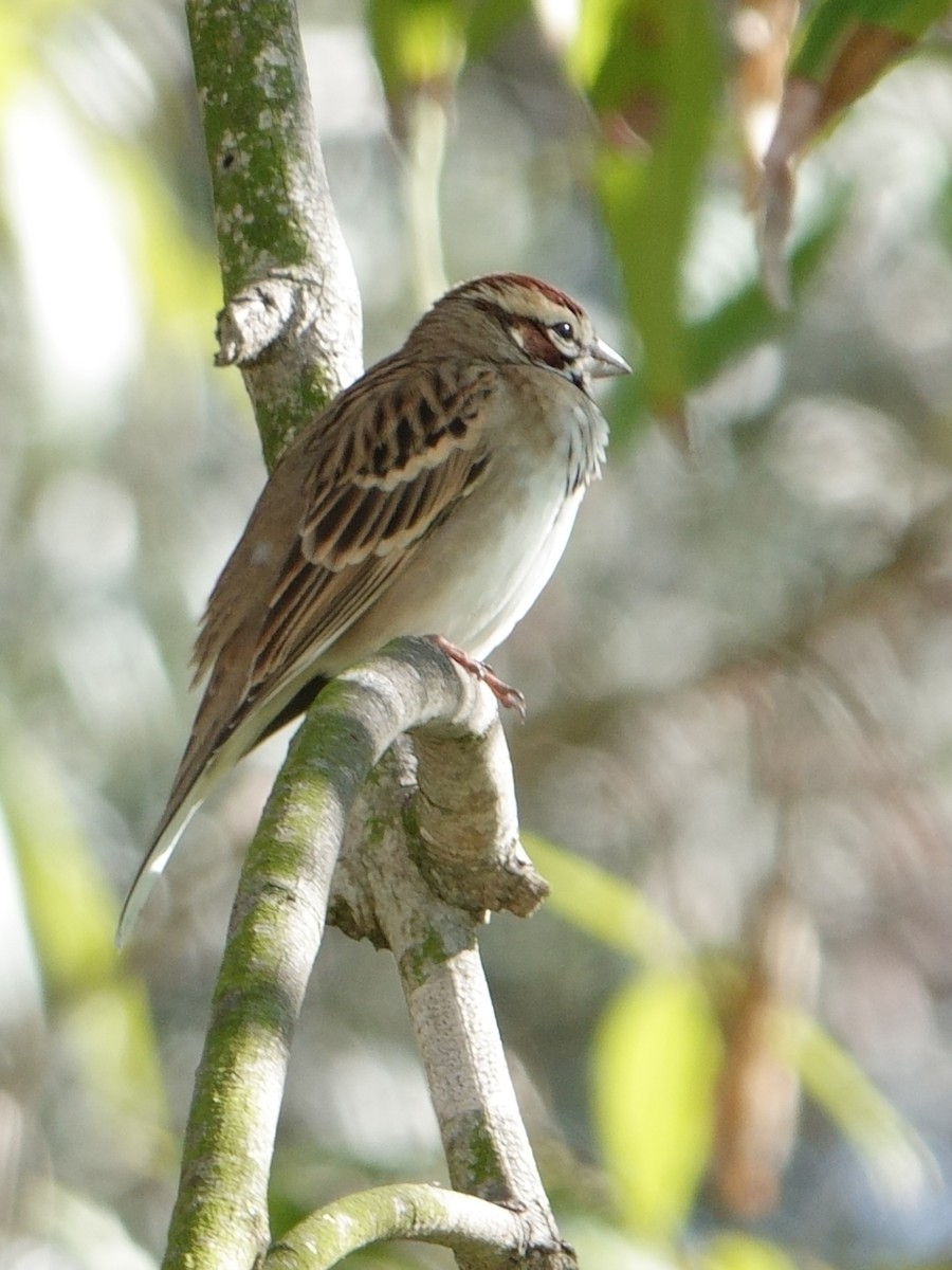Lark Sparrow - ML645475170