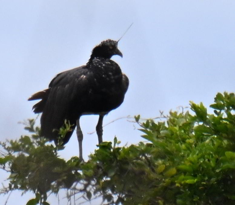 kamiš růžkatý - ML645475185