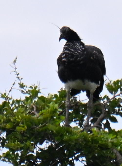 kamiš růžkatý - ML645475186