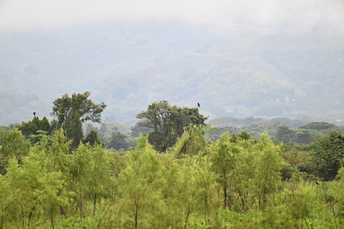 kamiš růžkatý - ML645475187