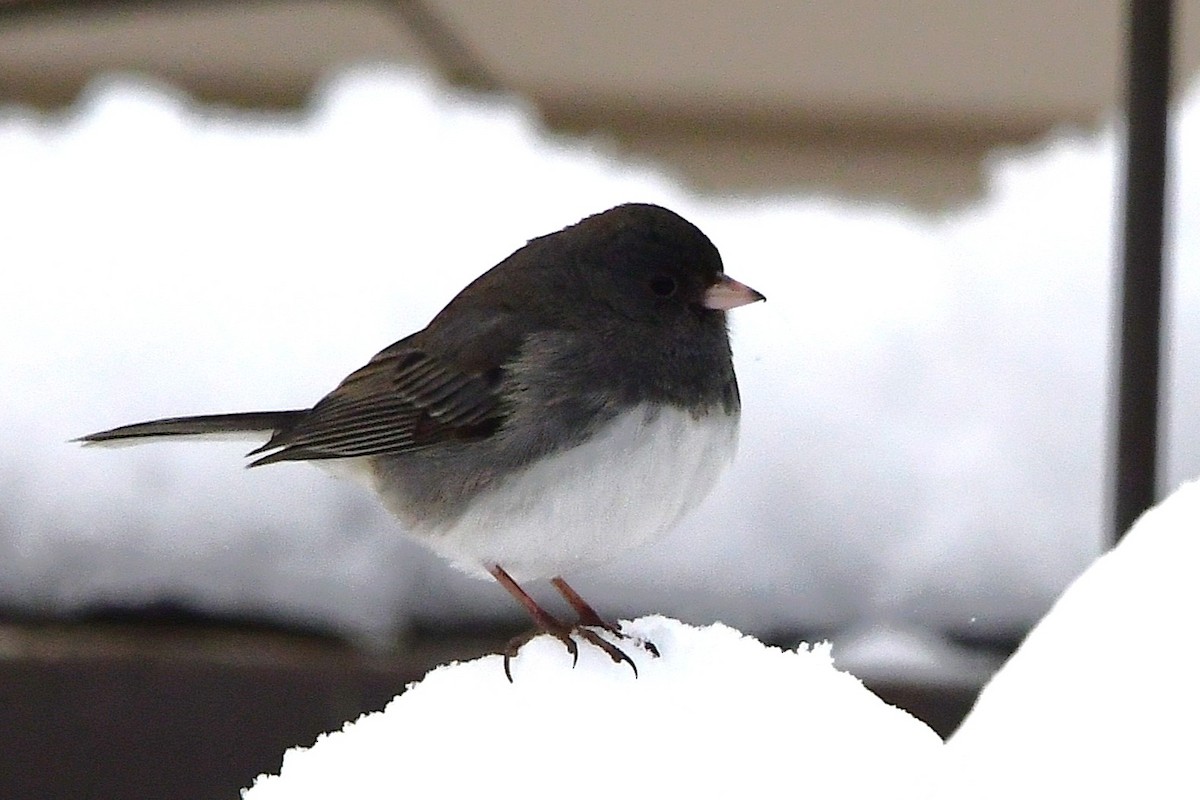 Dark-eyed Junco - ML645475188