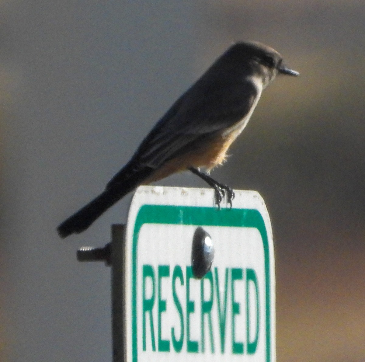 Say's Phoebe - ML645475192