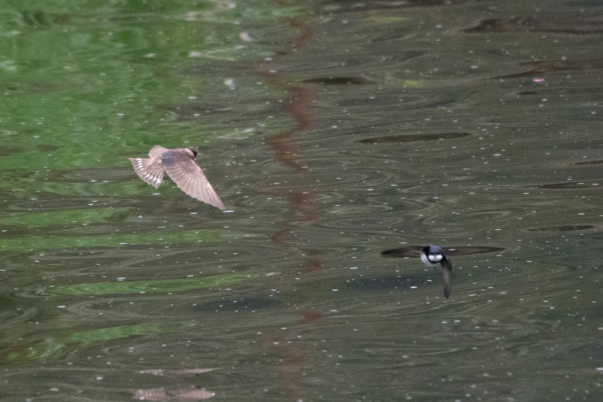 Uhalde-enara arrunta - ML645475194