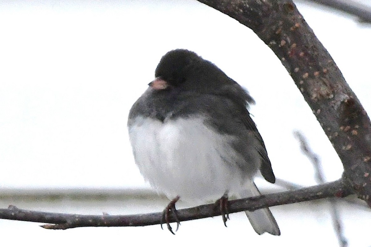 Dark-eyed Junco - ML645475195