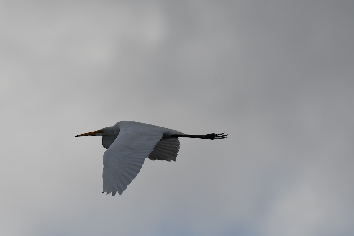 Silberreiher - ML645475197