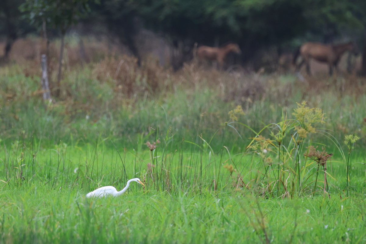 Silberreiher - ML645475205