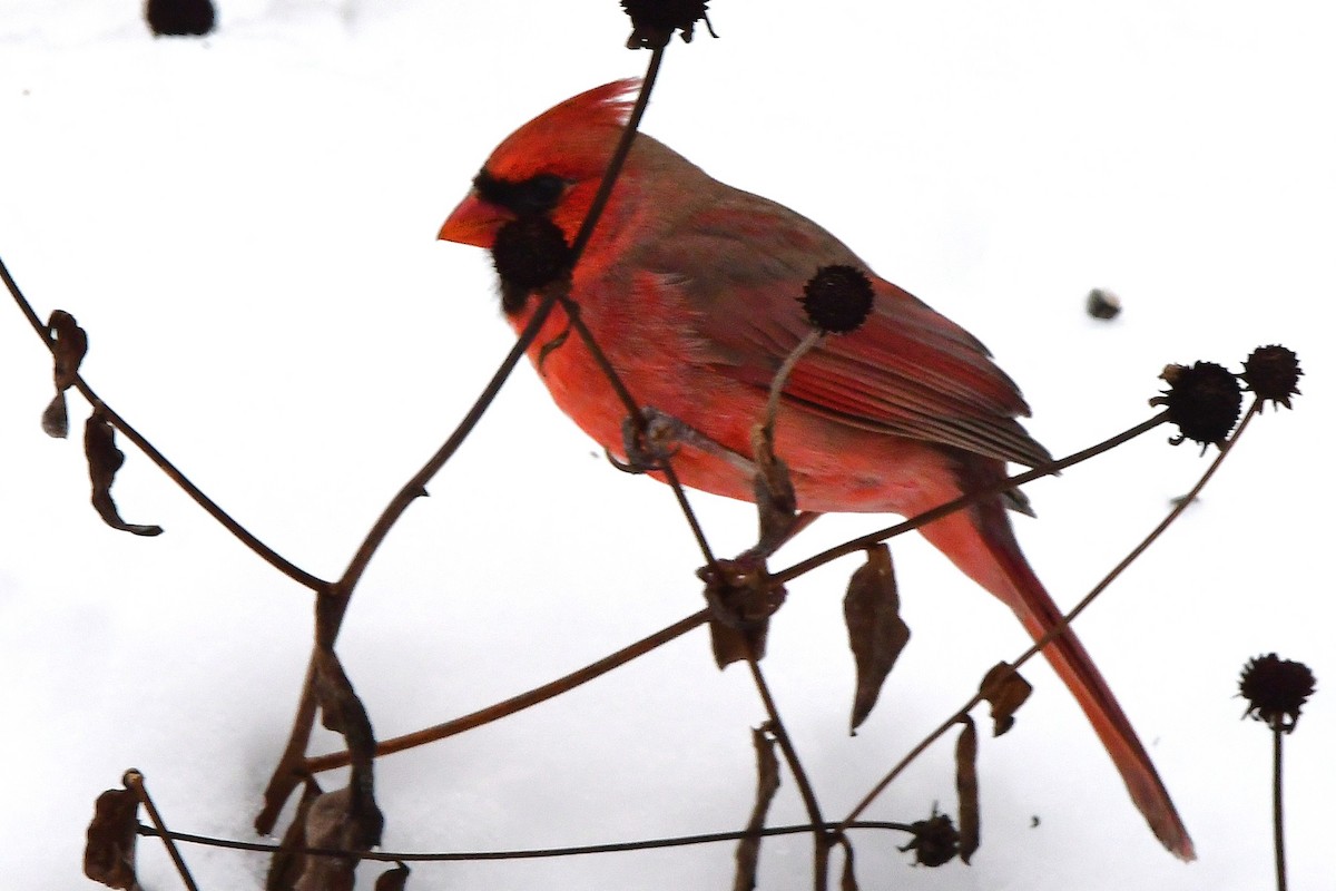 Northern Cardinal - ML645475207
