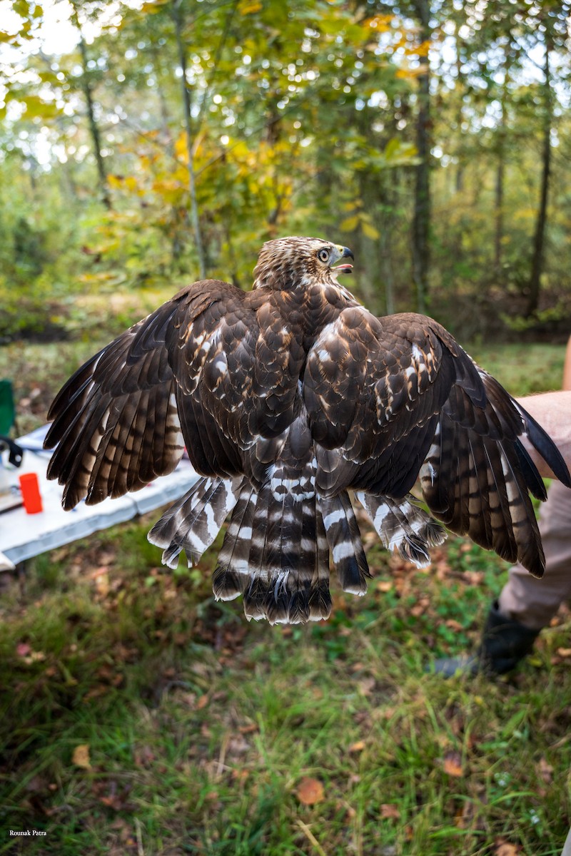 Канюк ширококрилий - ML645475215