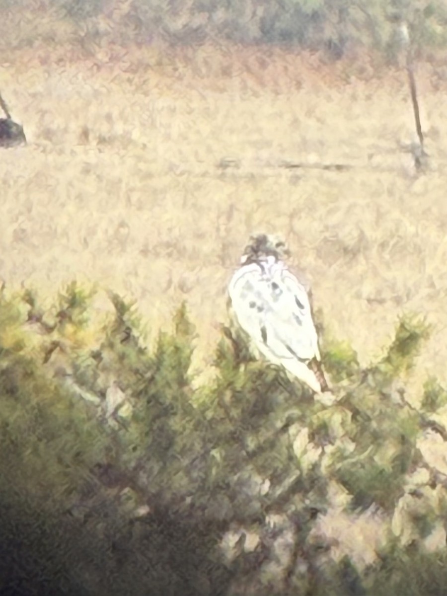 Red-tailed Hawk - ML645475217