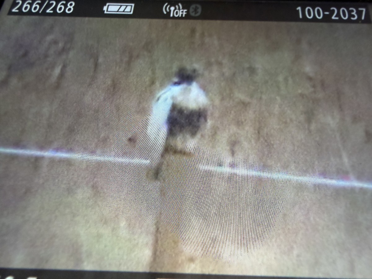 Red-tailed Hawk - ML645475219