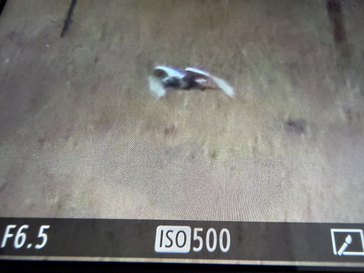 Red-tailed Hawk - ML645475220