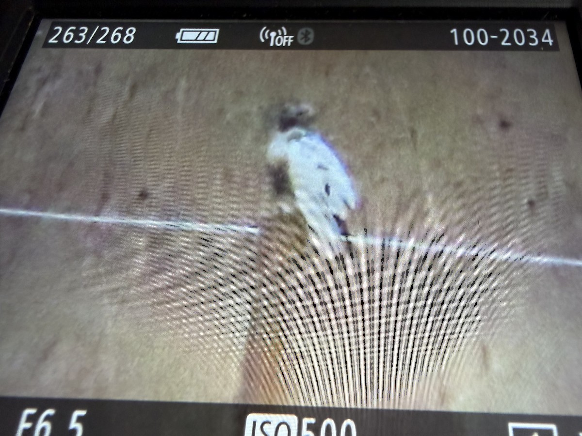 Red-tailed Hawk - ML645475221