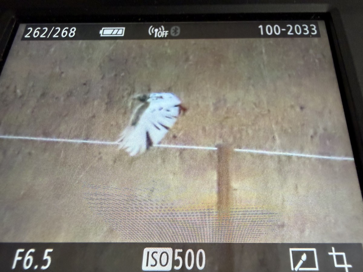 Red-tailed Hawk - ML645475222