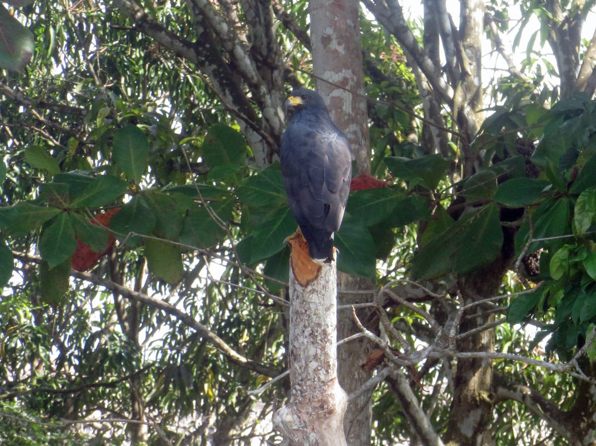 káně tmavá - ML645475228