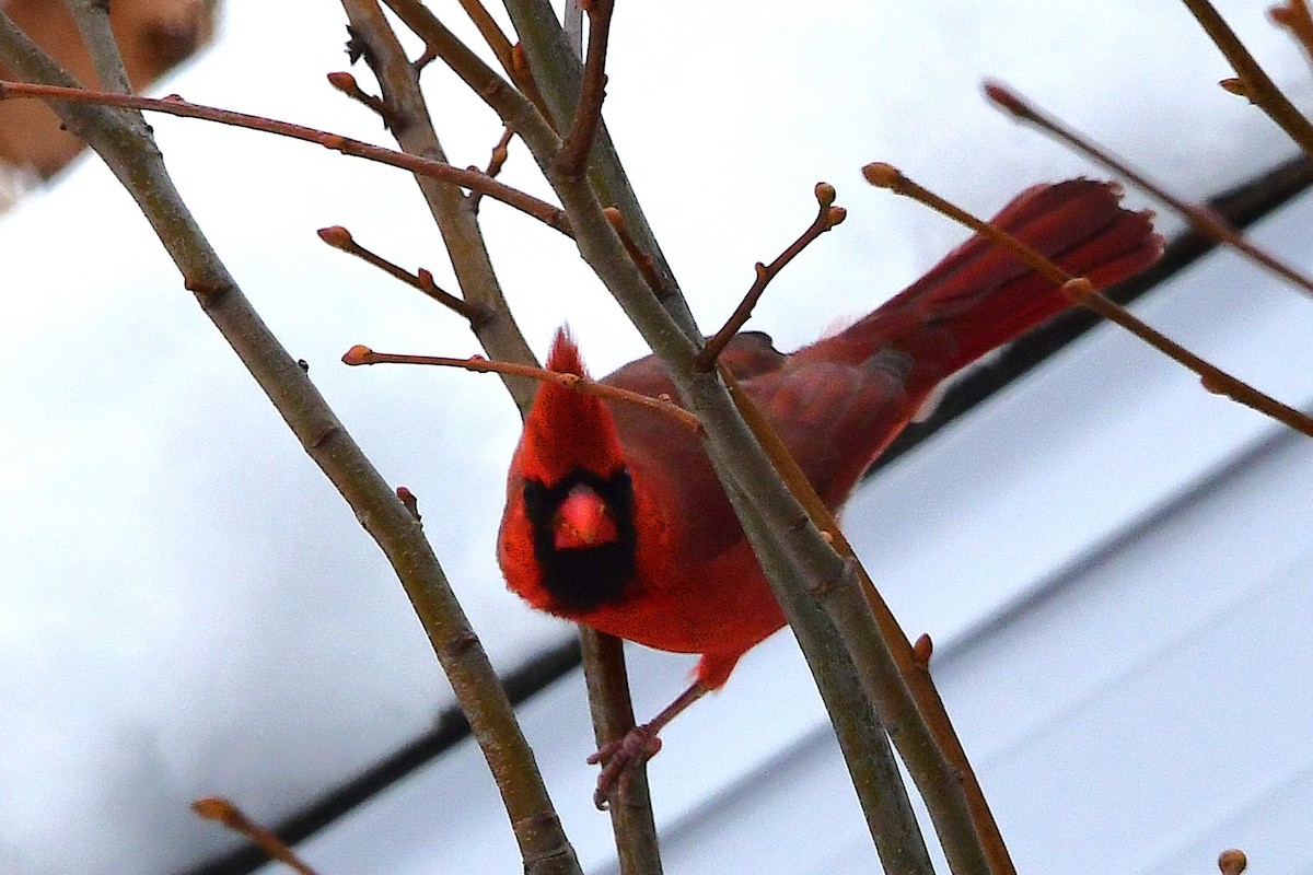 Northern Cardinal - ML645475237