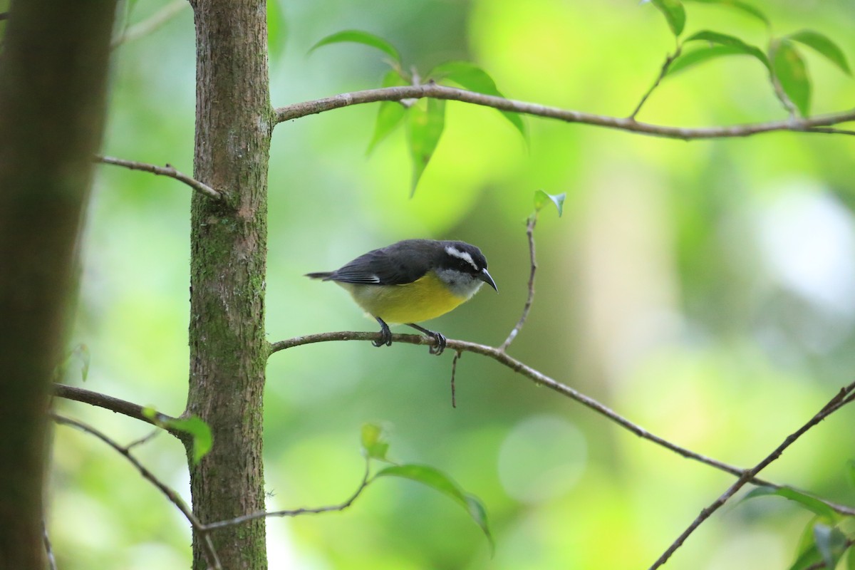 Bananaquit - ML645475257