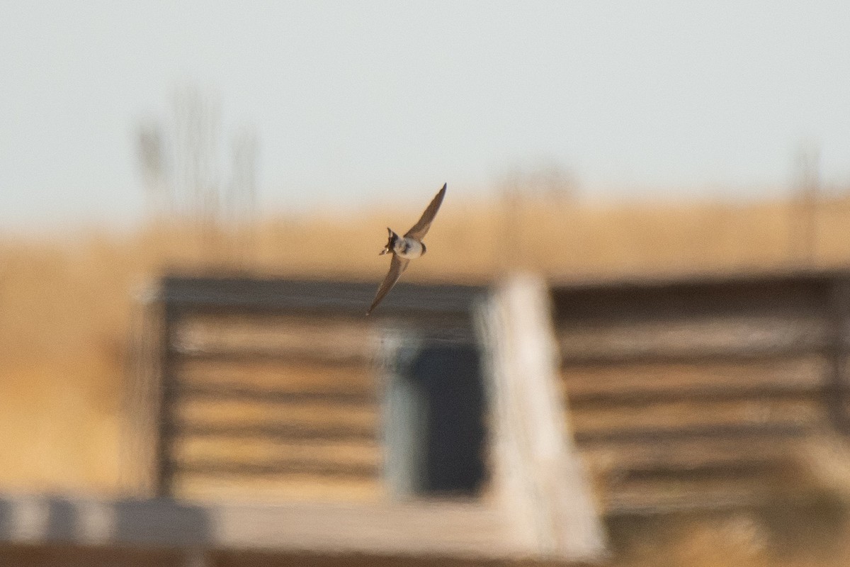 vlaštovka obecná - ML645475262