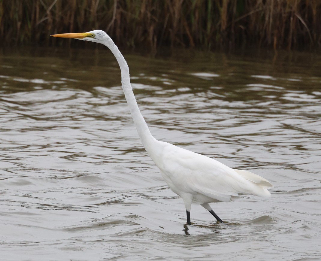 Silberreiher - ML645475266