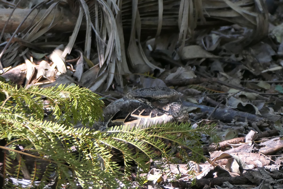 Пораке - ML645475267