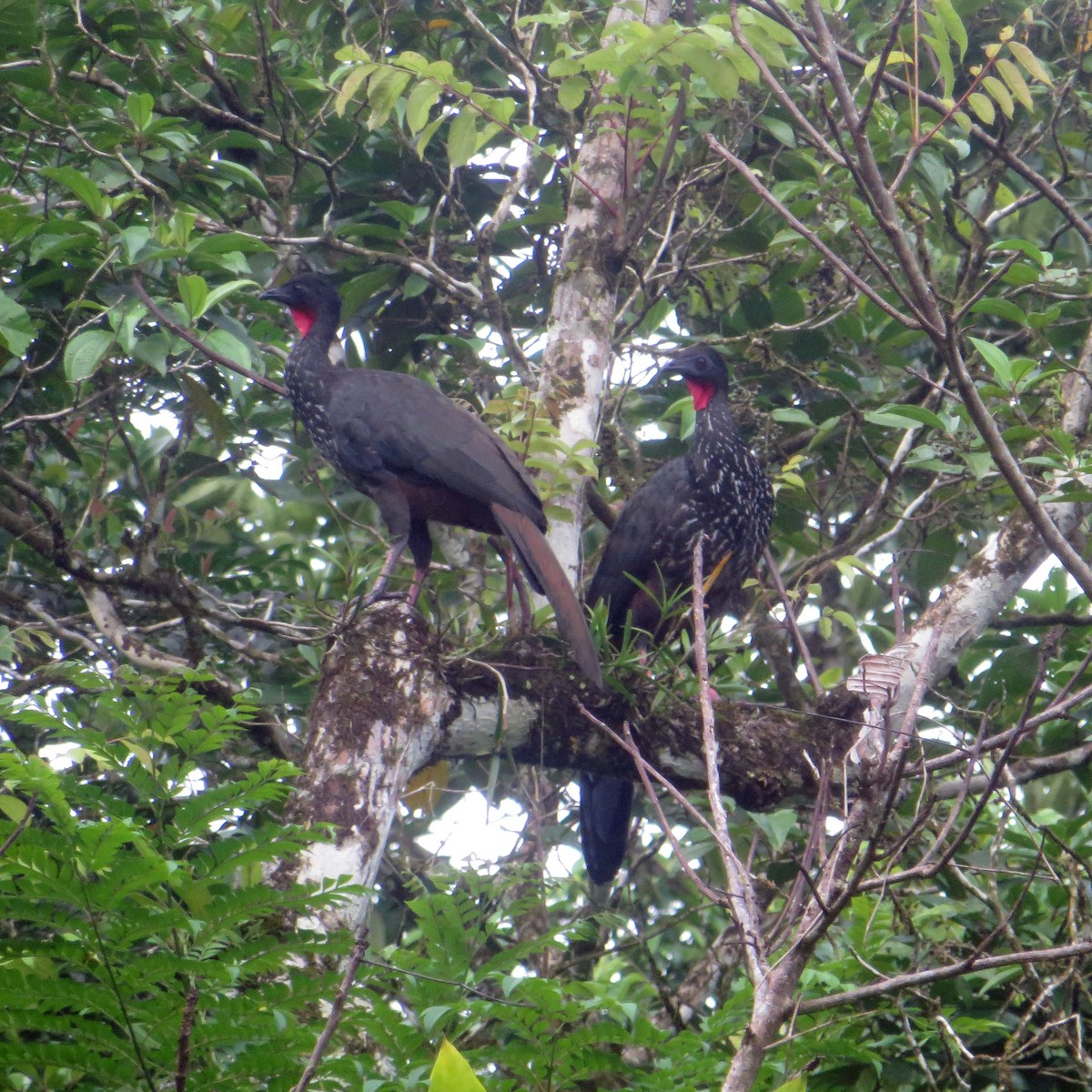 guan chocholatý - ML645475270