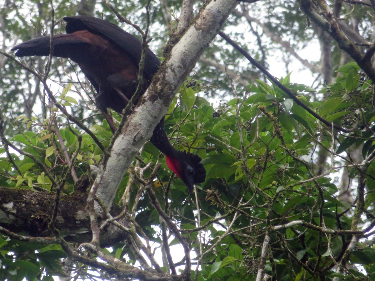 guan chocholatý - ML645475271