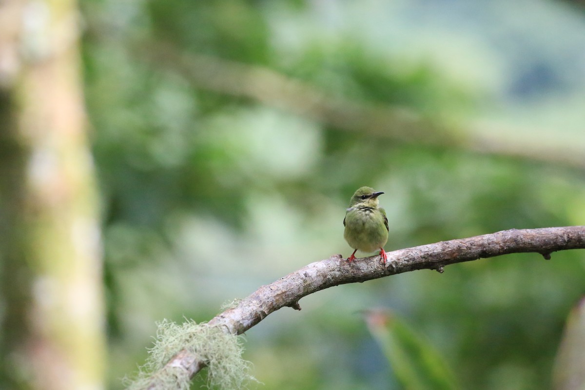 Танагра-медоїд бірюзова - ML645475277