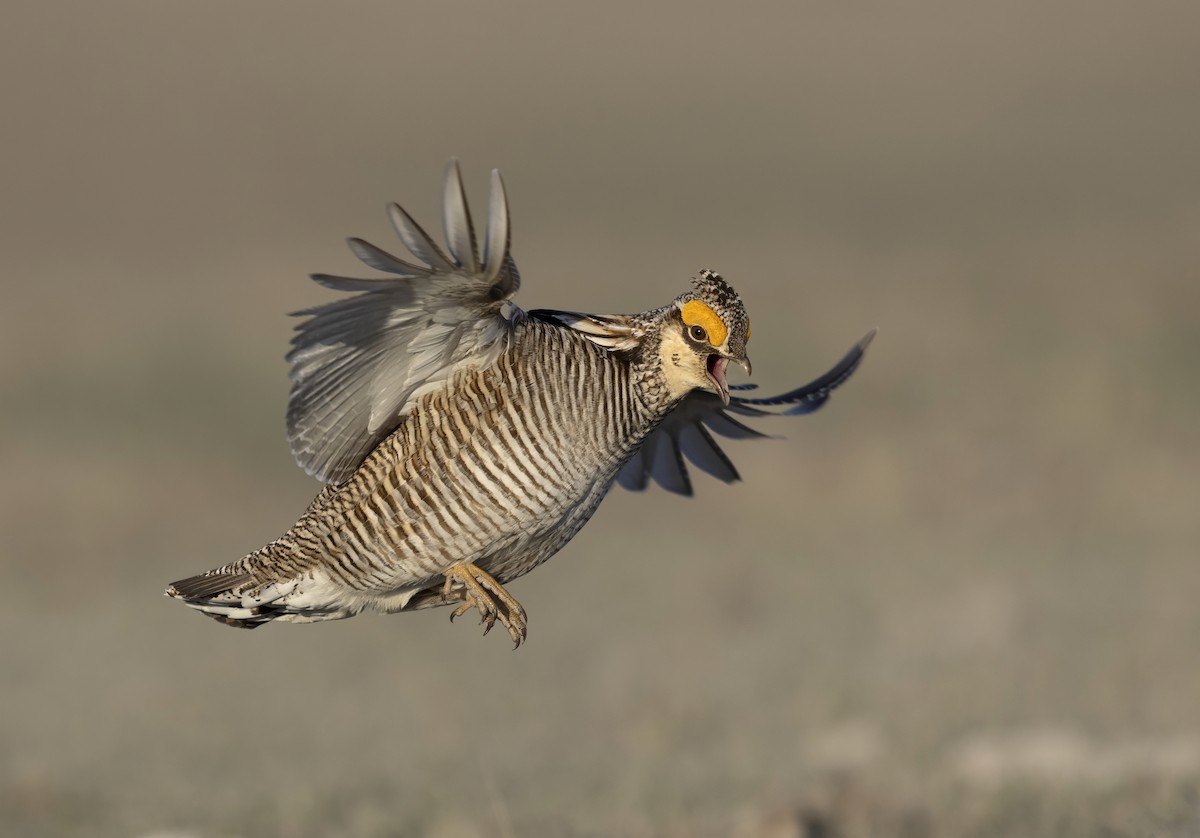 Lesser Prairie-Chicken - ML645475286