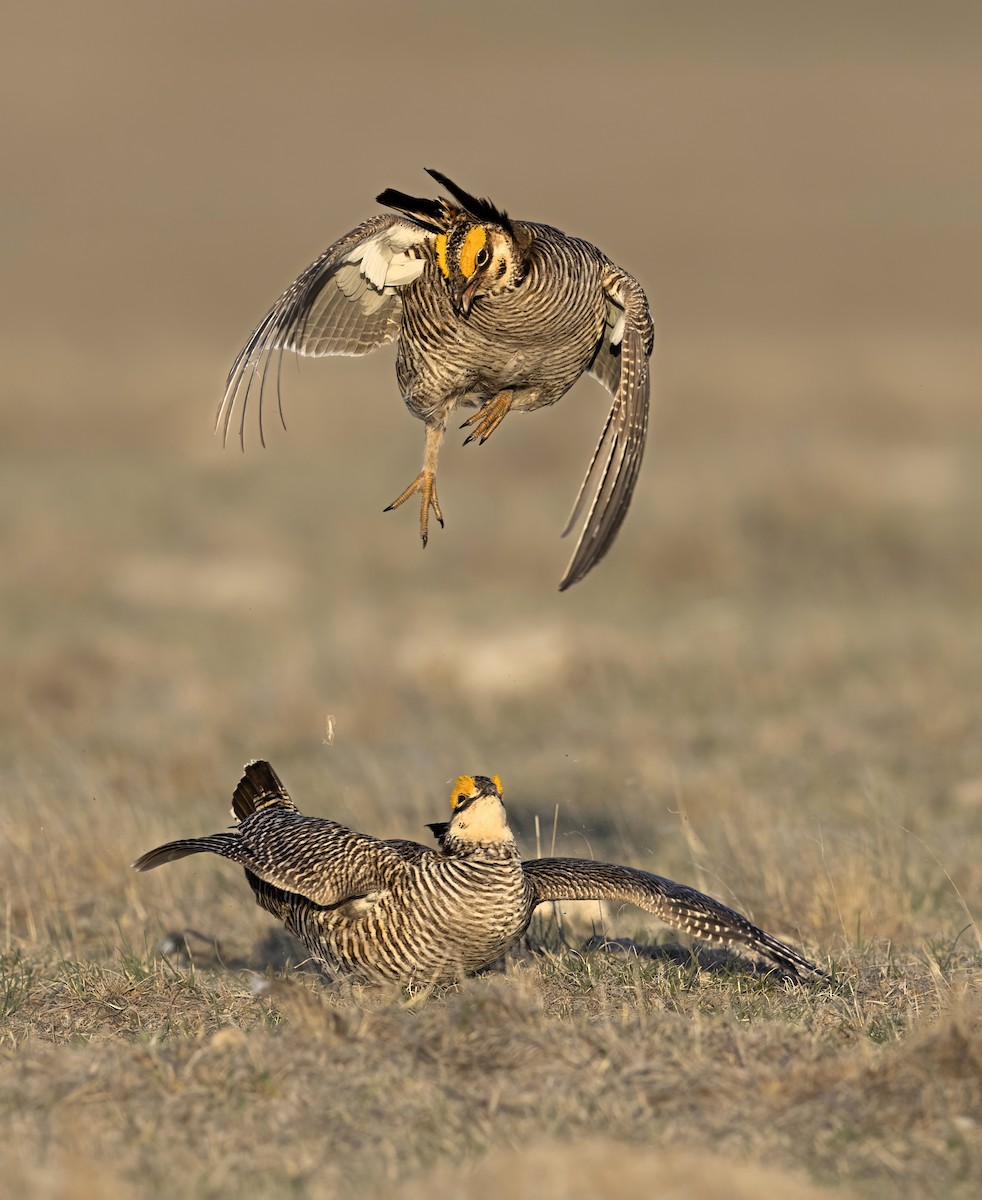 Lesser Prairie-Chicken - ML645475287