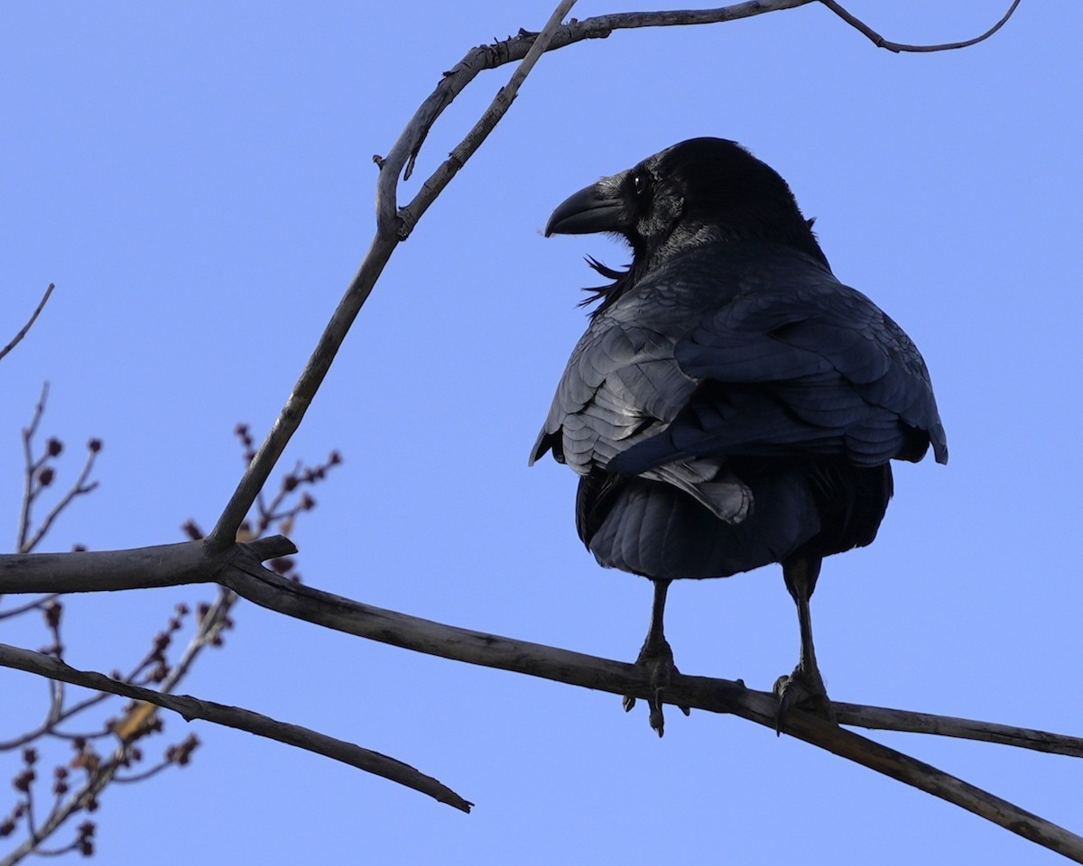 Common Raven - ML645475296