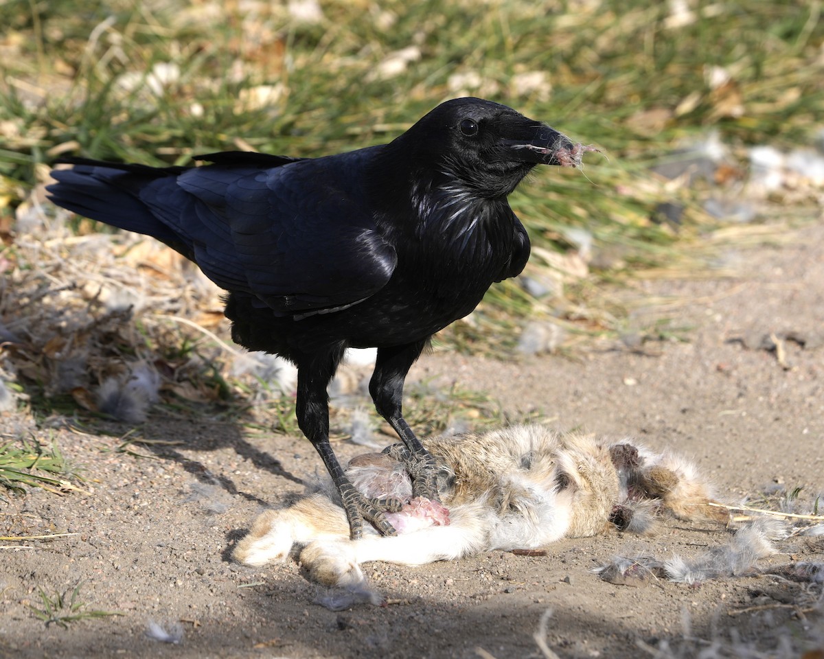 Common Raven - ML645475297