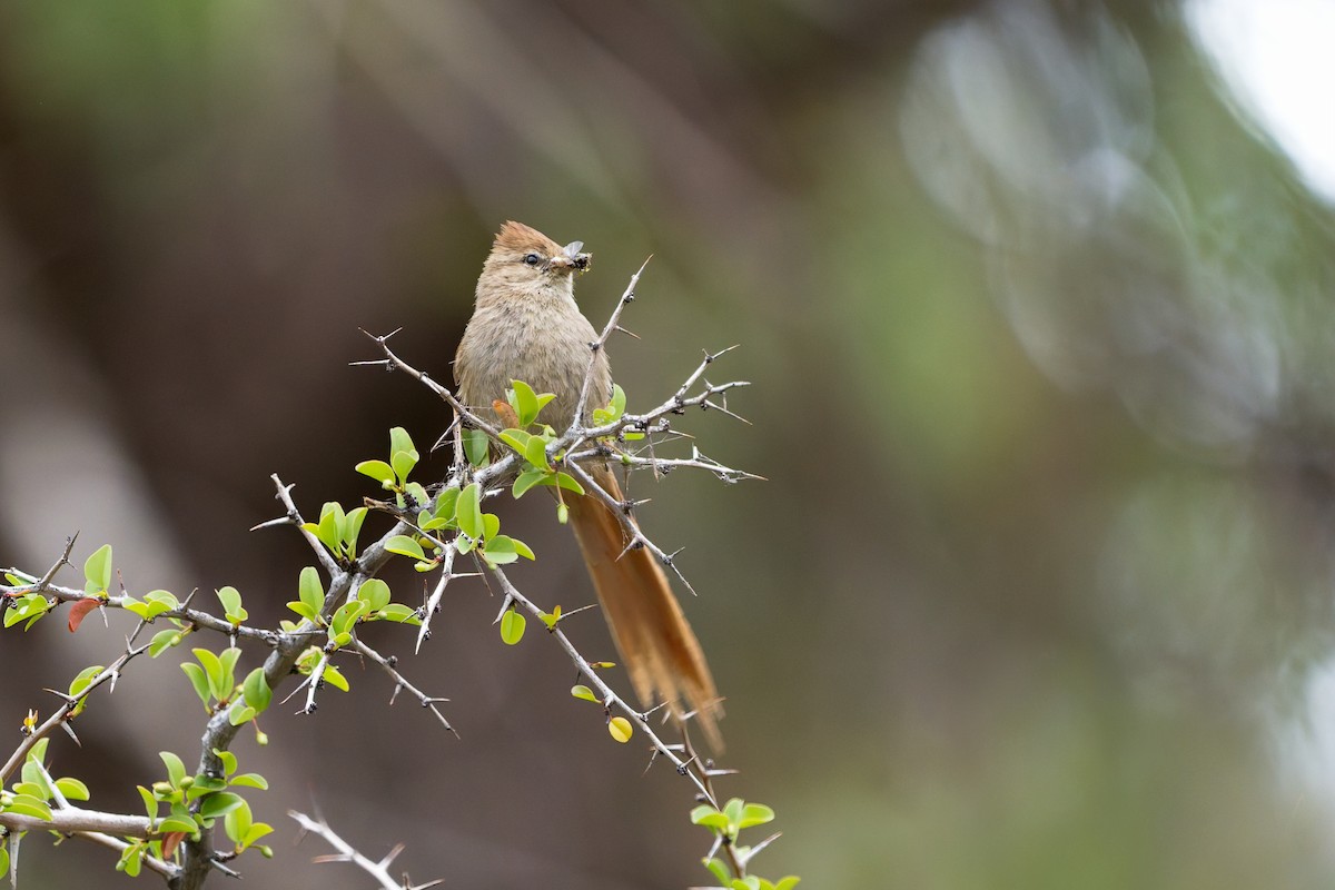 Brown-capped Tit-Spinetail - ML645475299
