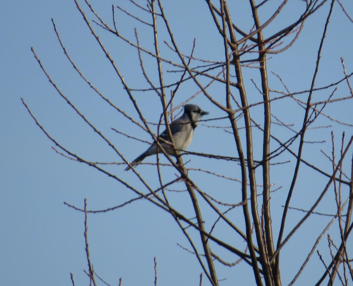 Сизойка блакитна - ML645475301