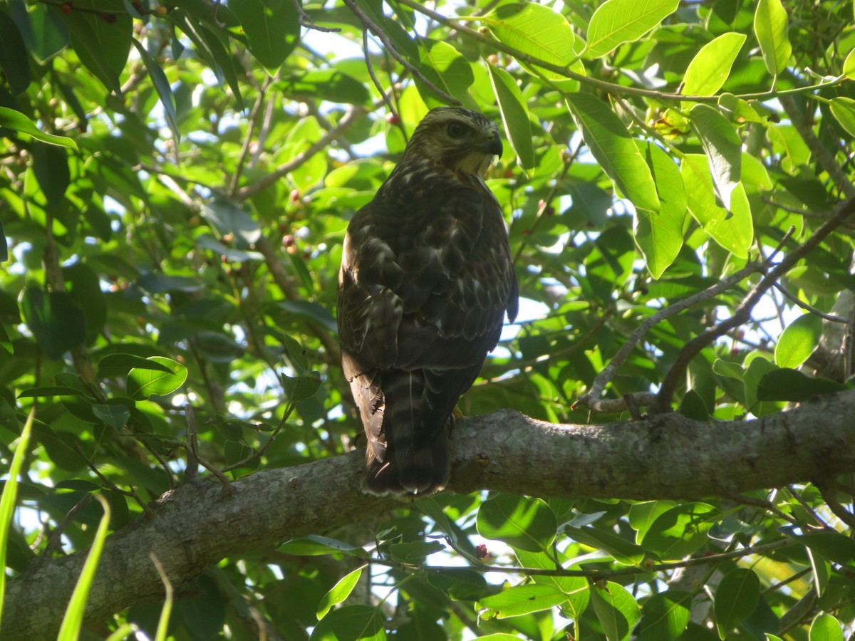 Broad-winged Hawk - ML645475309