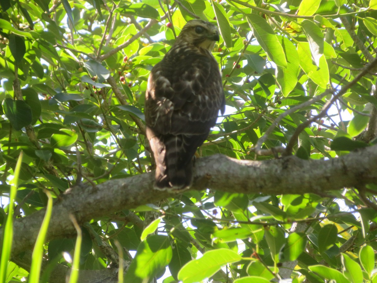 Broad-winged Hawk - ML645475310