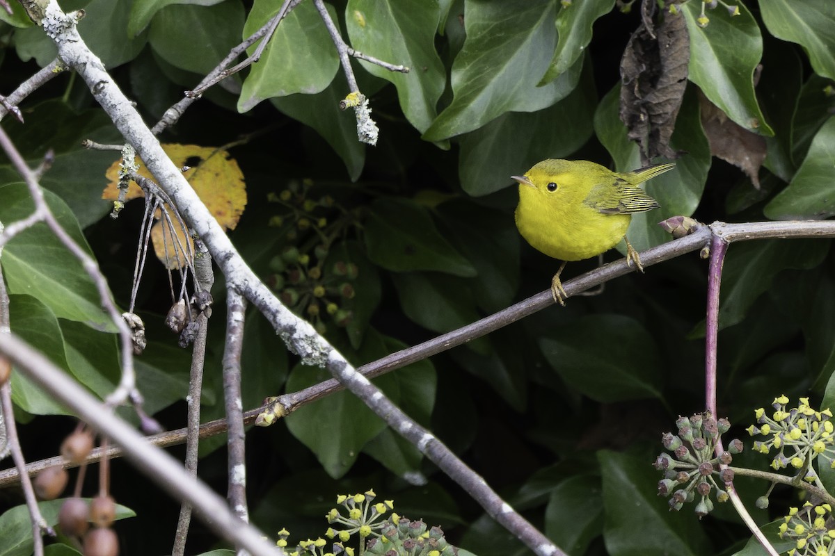 Wilson's Warbler - ML645475316