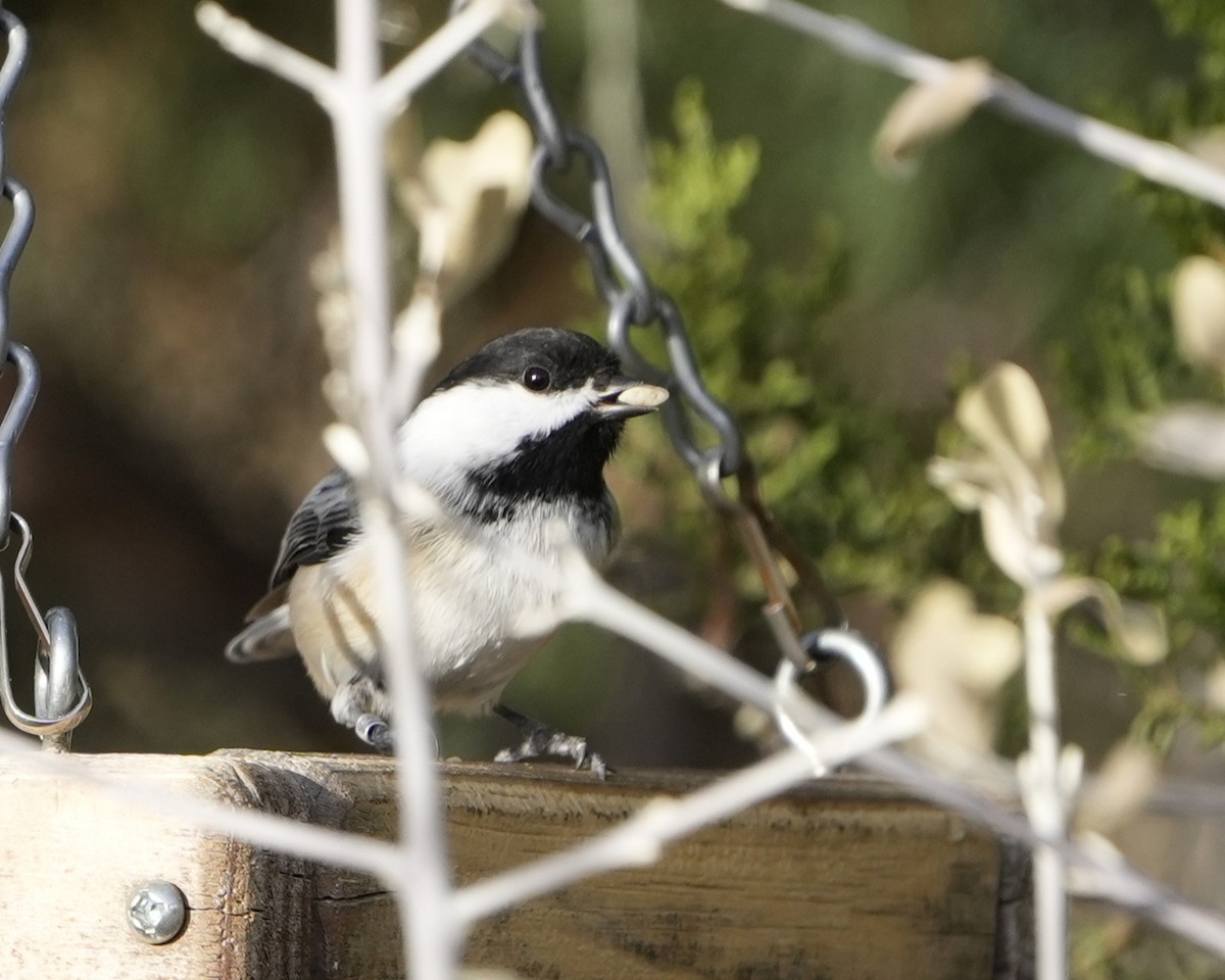 Black-capped Chickadee - ML645475320