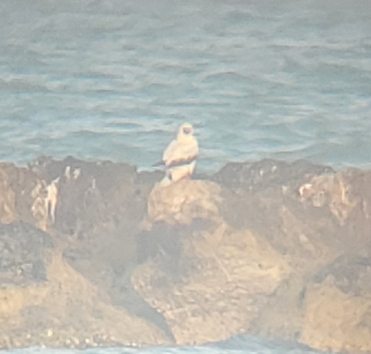 Red-footed Booby - ML645475324