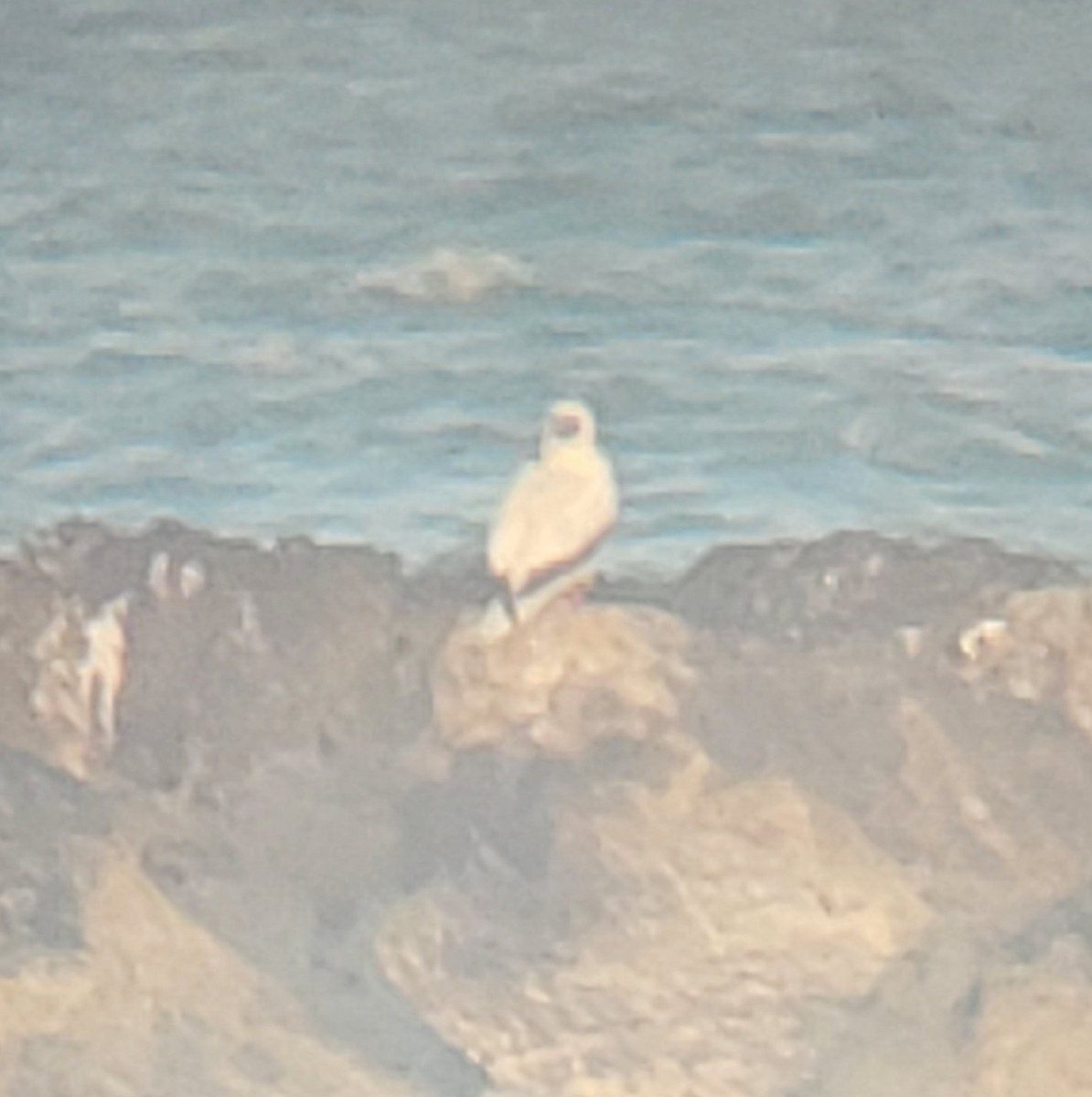 Red-footed Booby - ML645475325